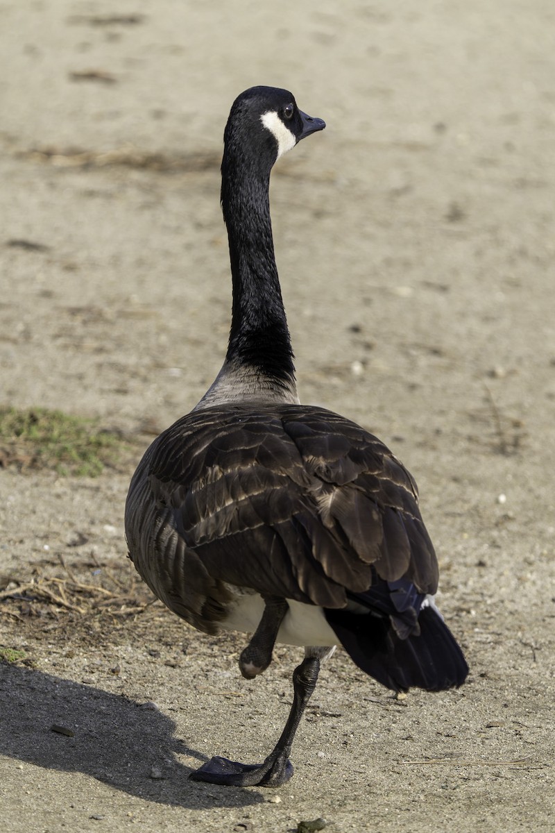 ברנטה קנדית - ML646409106