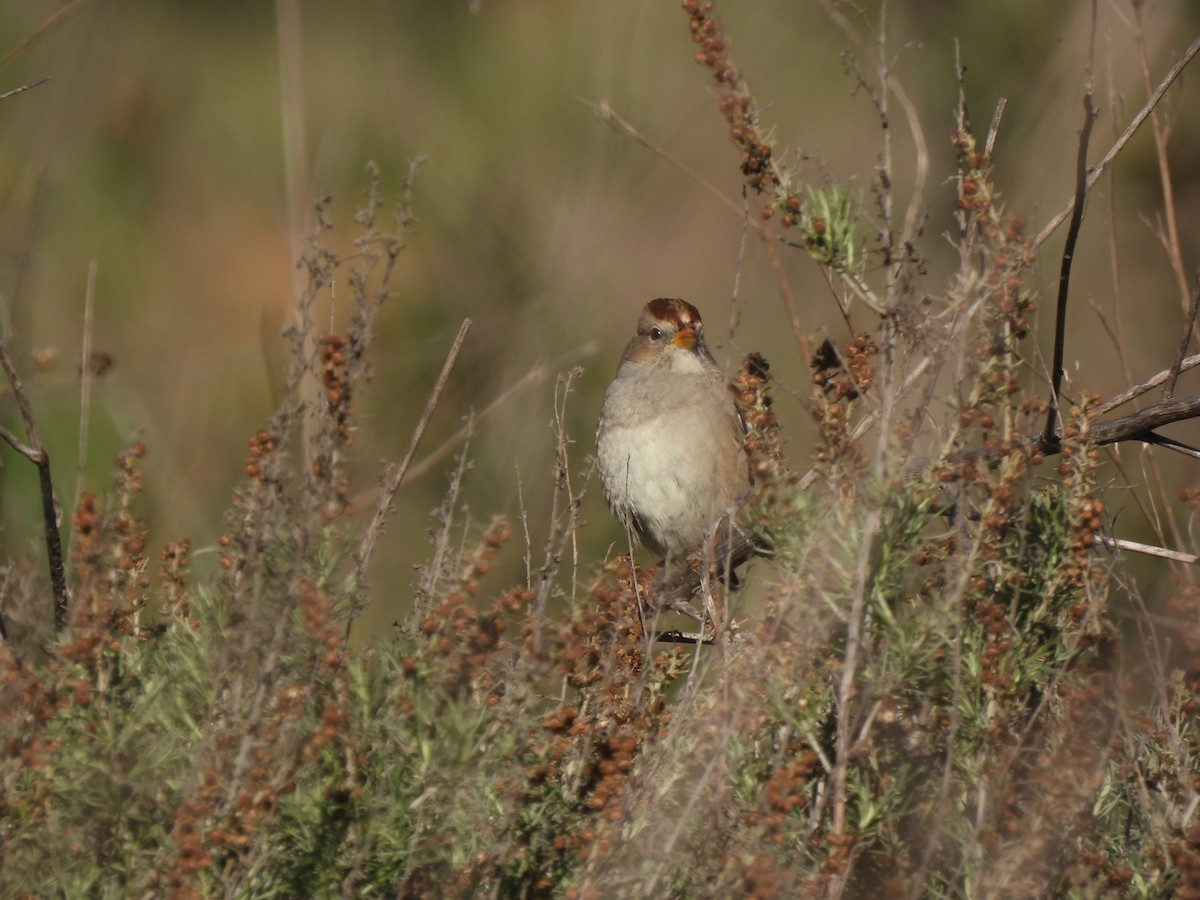White-crowned Sparrow - ML646409107