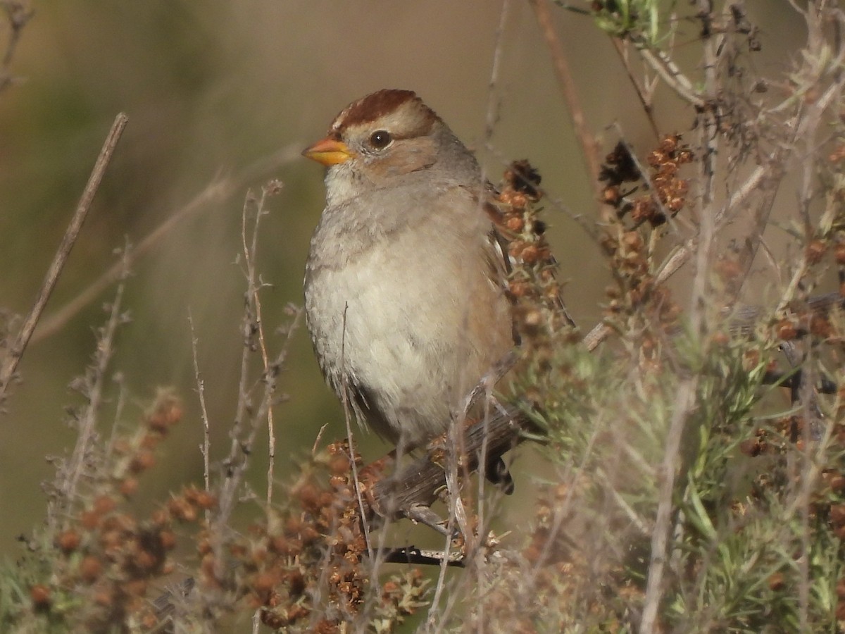 White-crowned Sparrow - ML646409109