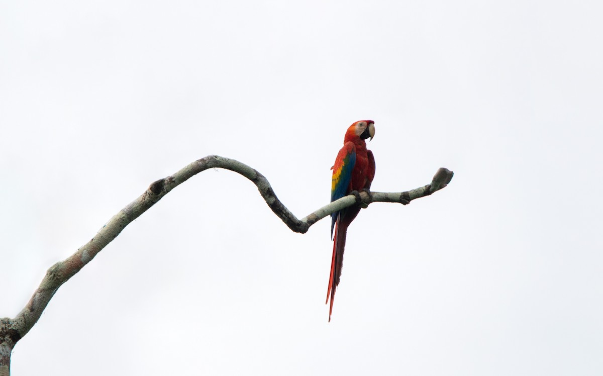 Scarlet Macaw - ML646409110