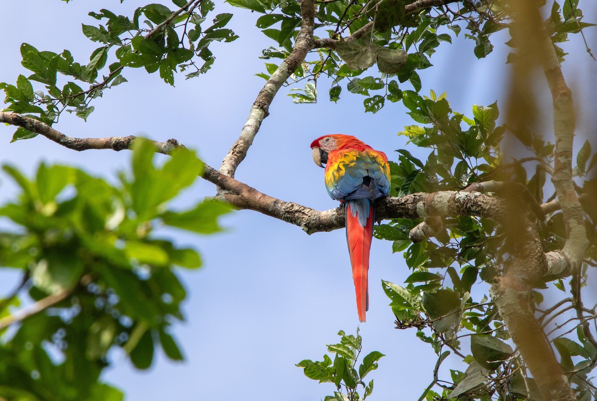Scarlet Macaw - ML646409111