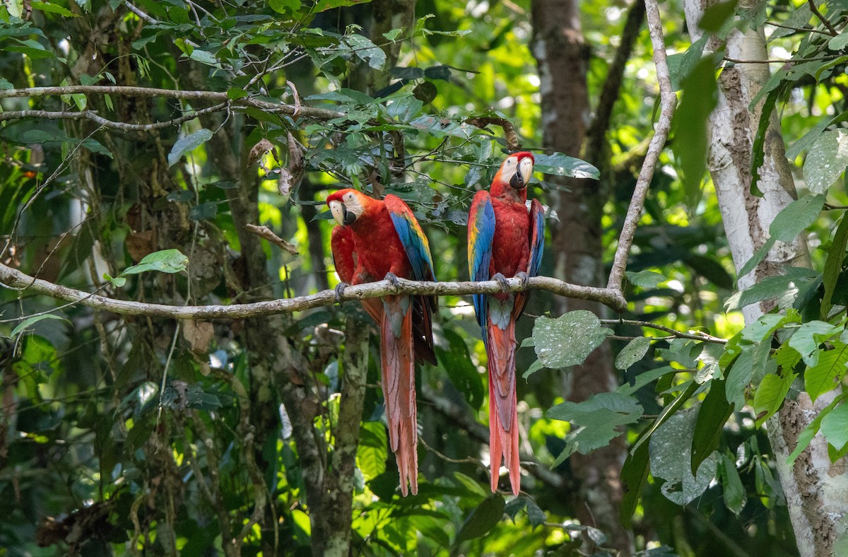 Scarlet Macaw - ML646409112