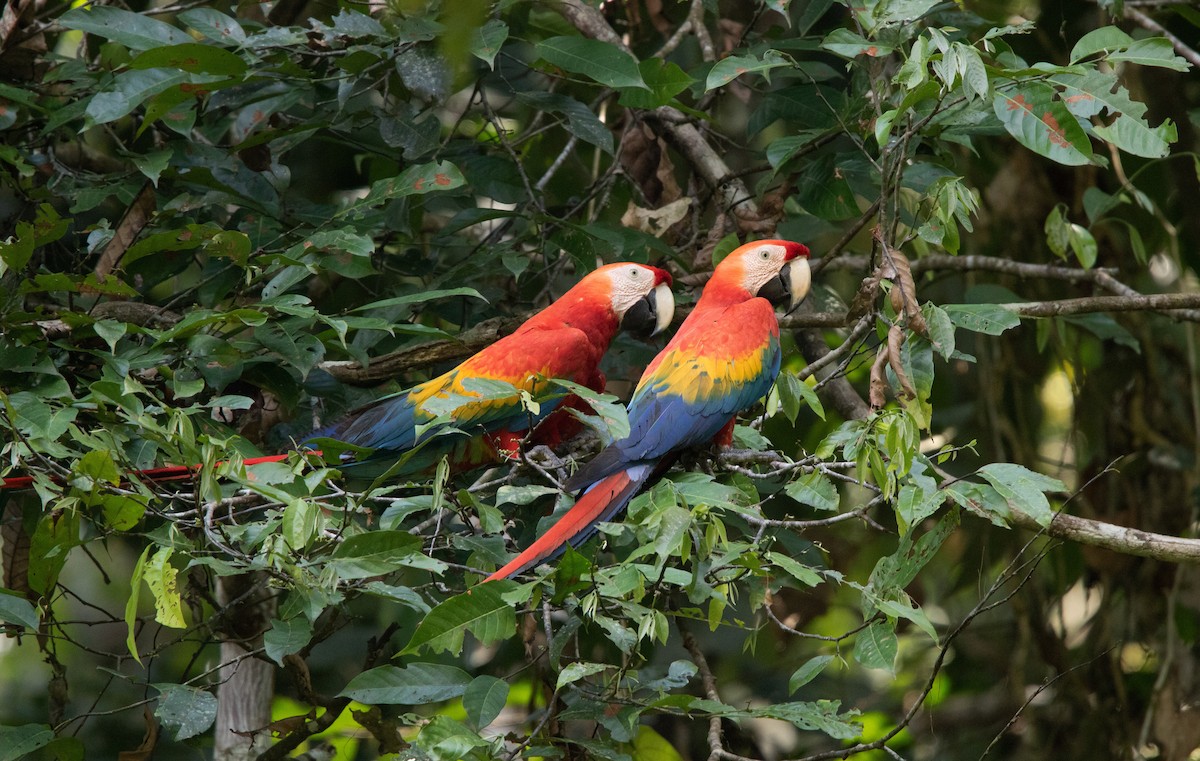 Scarlet Macaw - ML646409113