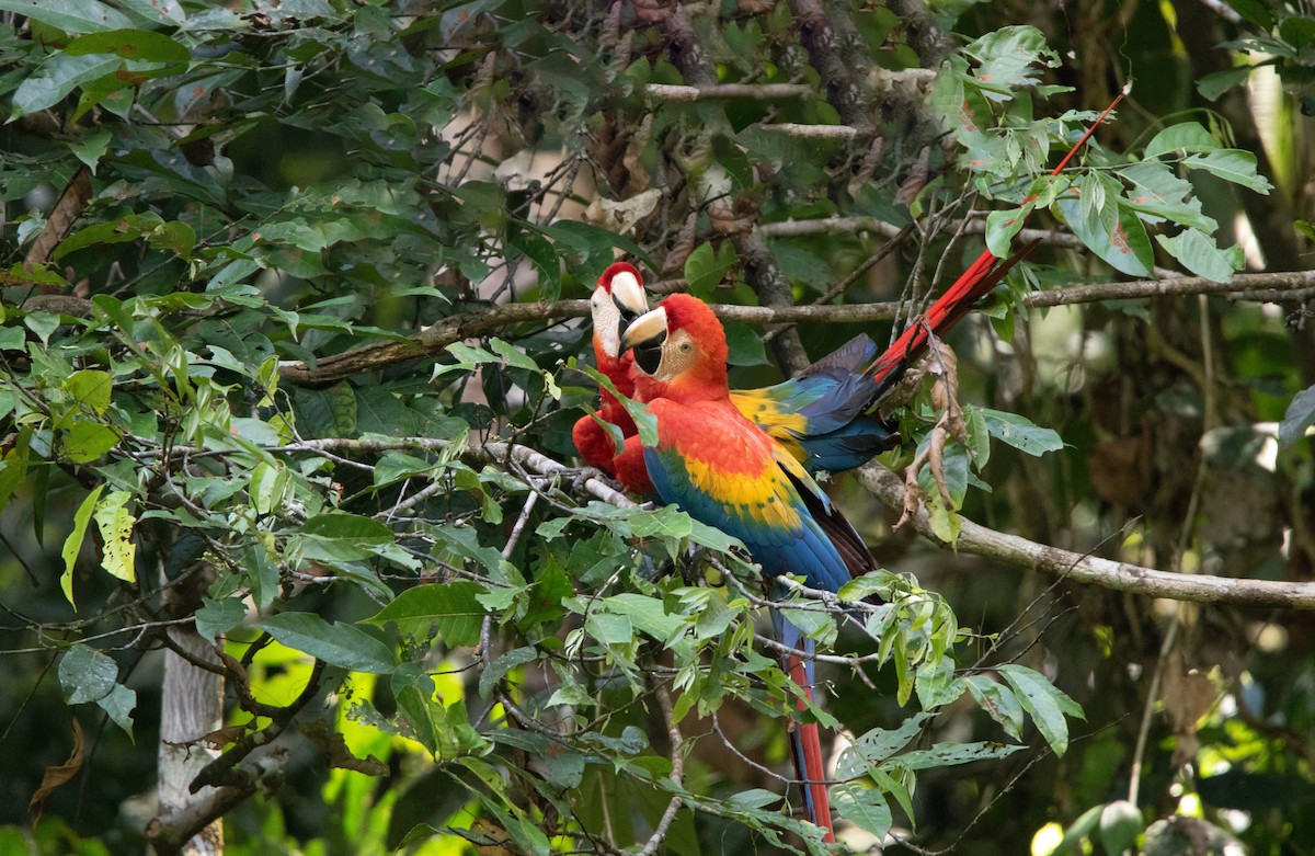 Scarlet Macaw - ML646409114