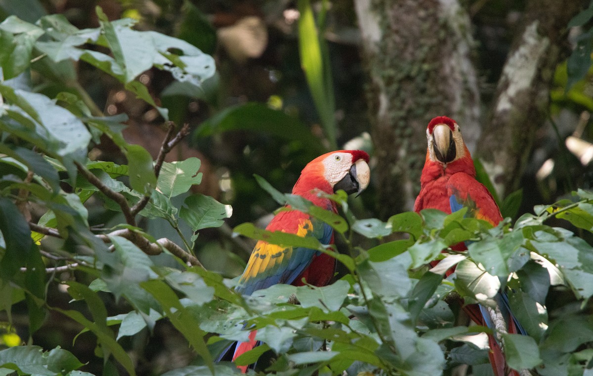 Scarlet Macaw - ML646409115