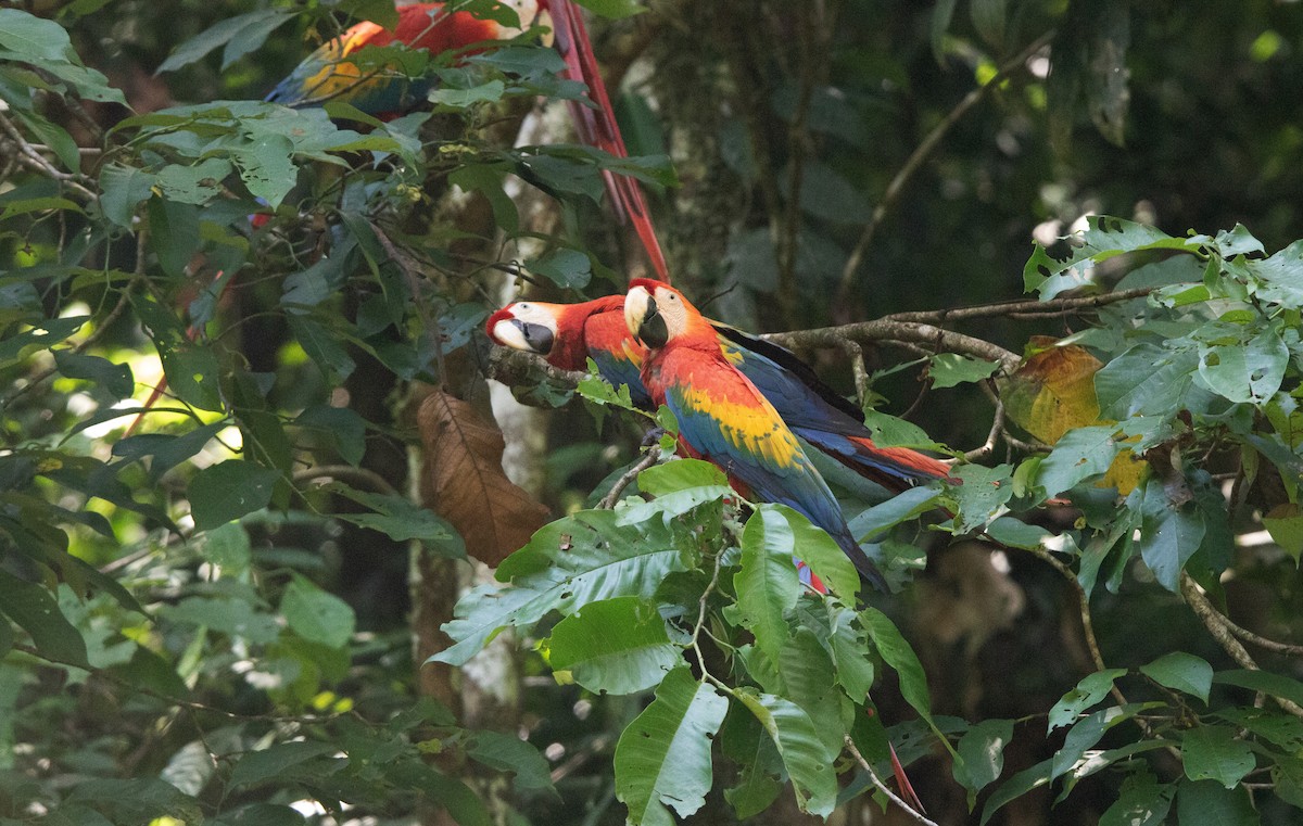 Scarlet Macaw - ML646409116
