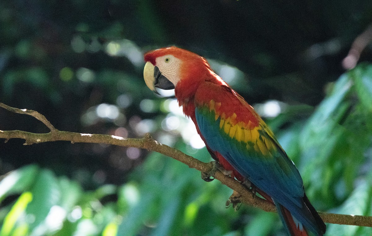 Scarlet Macaw - ML646409117