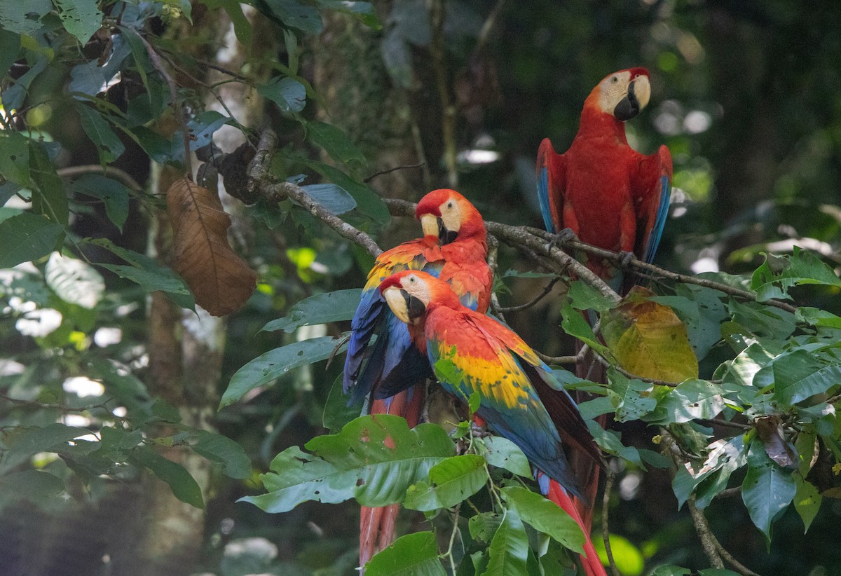 Scarlet Macaw - ML646409118