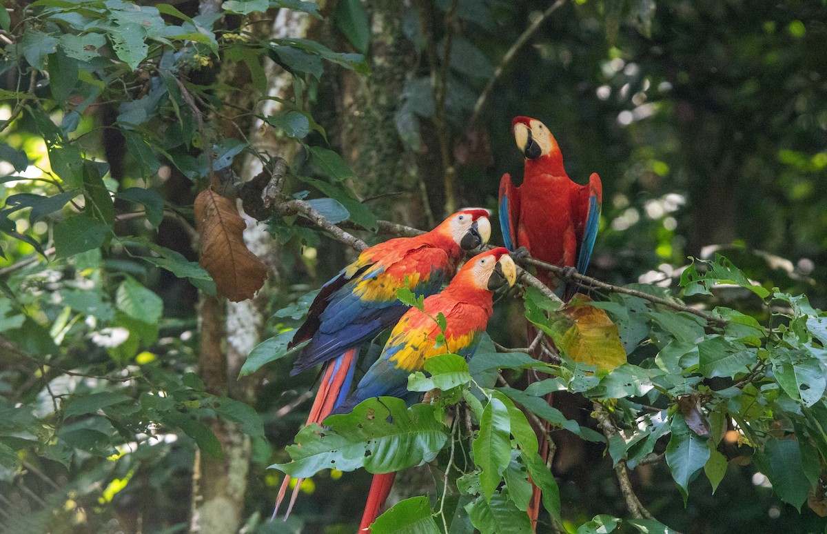 Scarlet Macaw - ML646409119