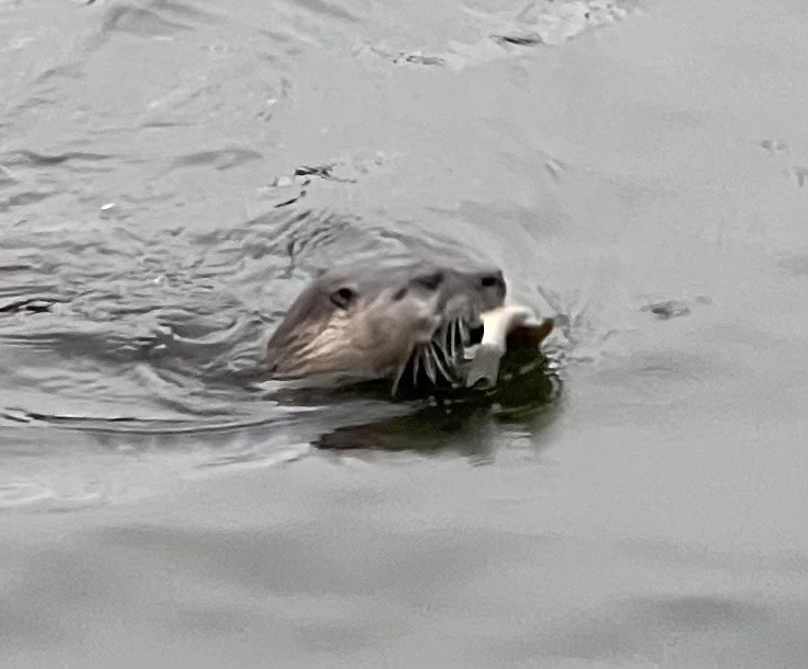 North American River Otter - ML646409120
