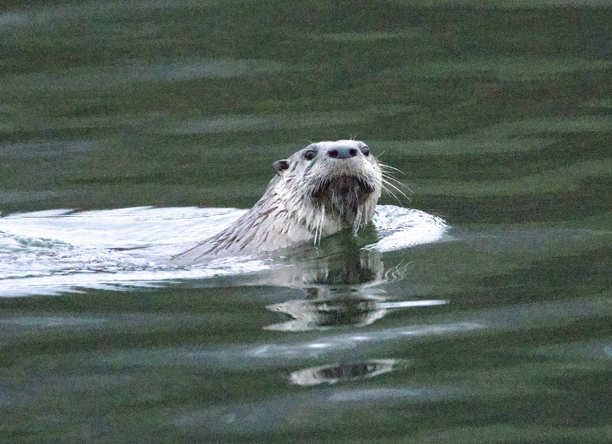 North American River Otter - ML646409125