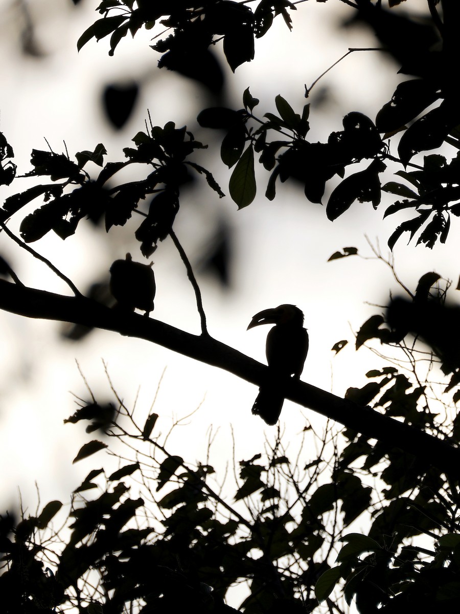 Sulawesi Hornbill - ML646409128