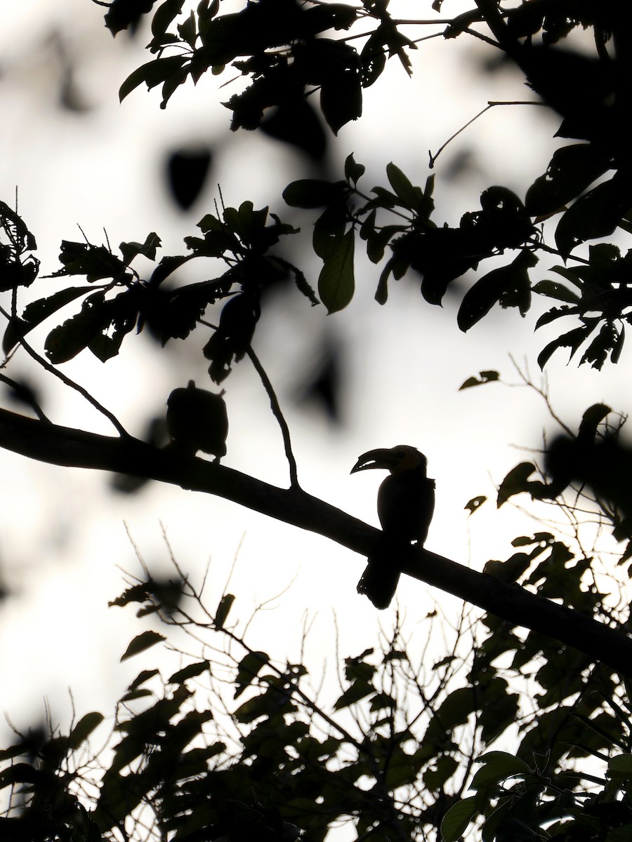 Sulawesi Hornbill - ML646409129