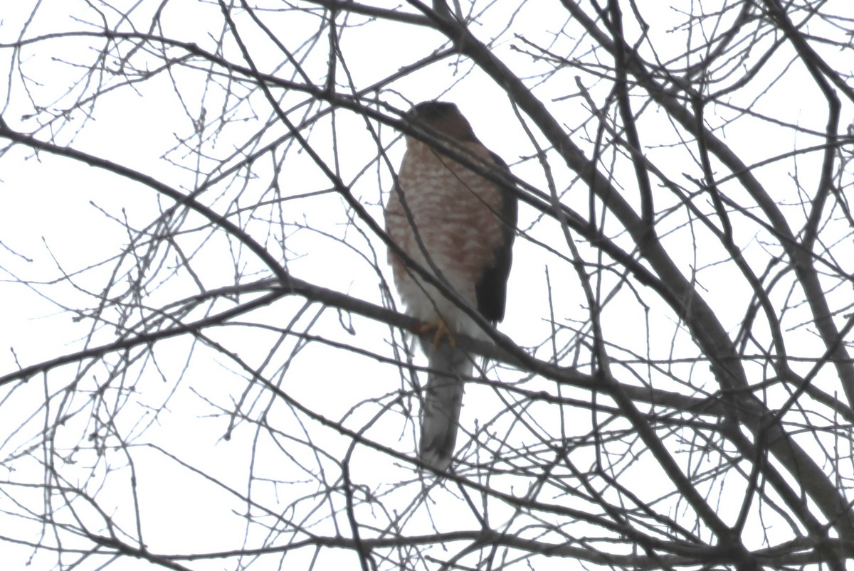 Яструб чорноголовий - ML646409130