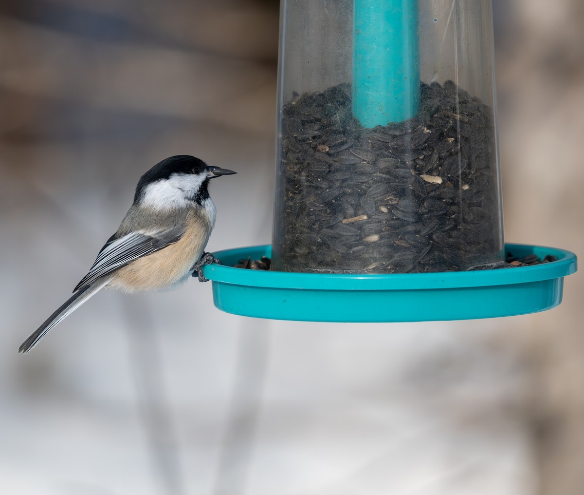Black-capped Chickadee - ML646409131