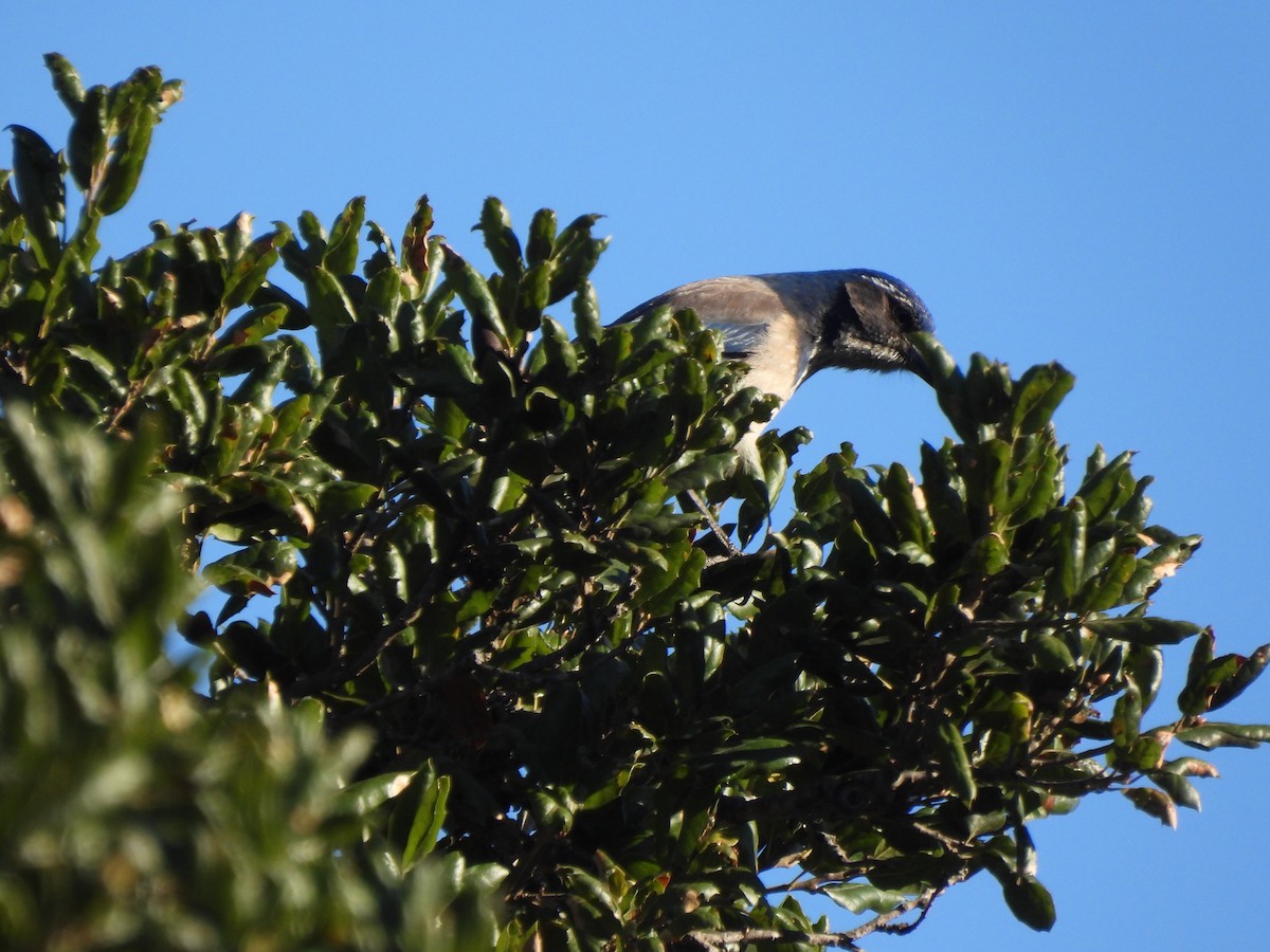California Scrub-Jay - ML646409134