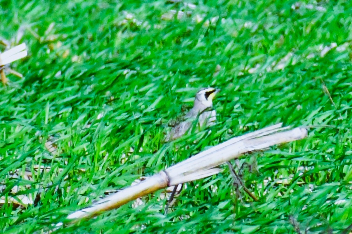 skřivan ouškatý - ML646409137