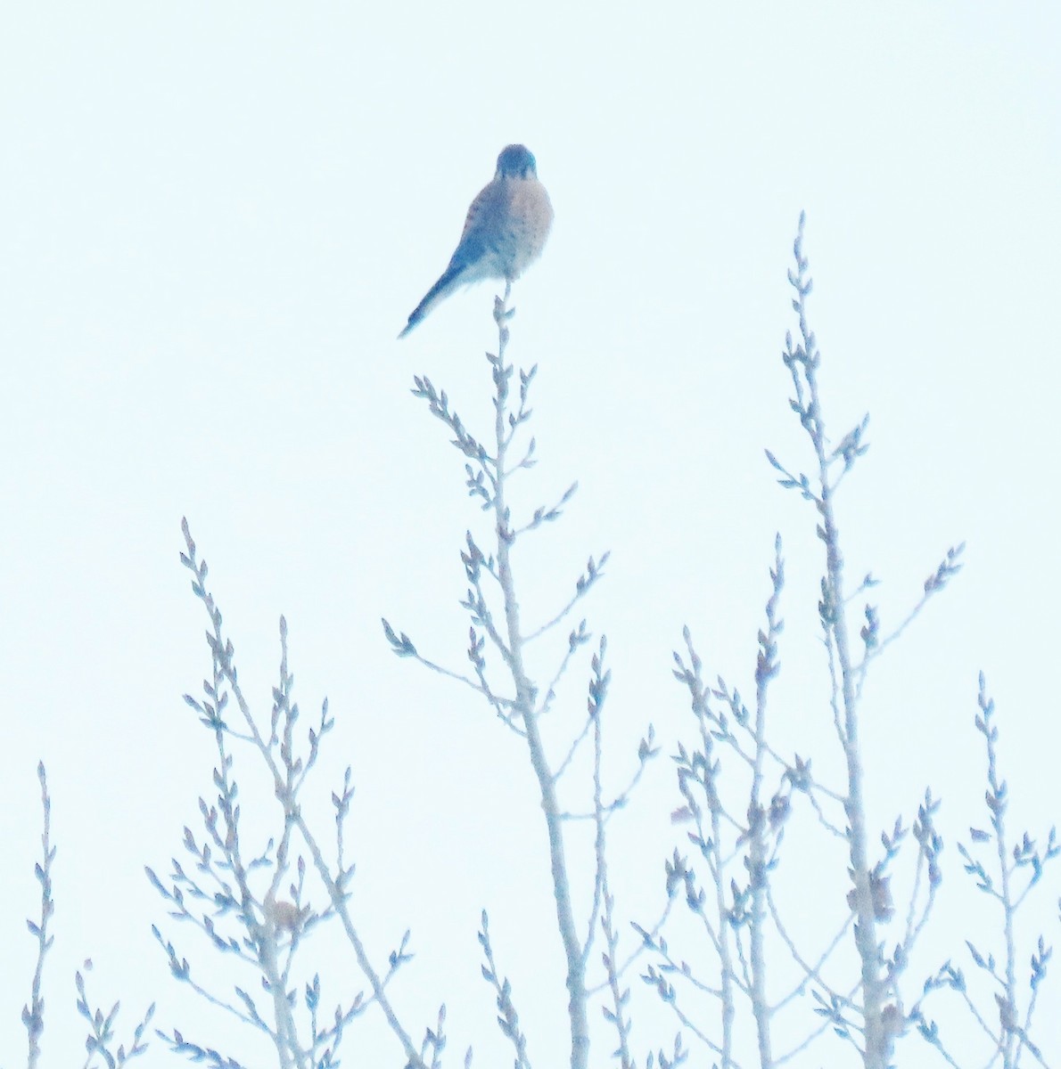 American Kestrel - ML646409140