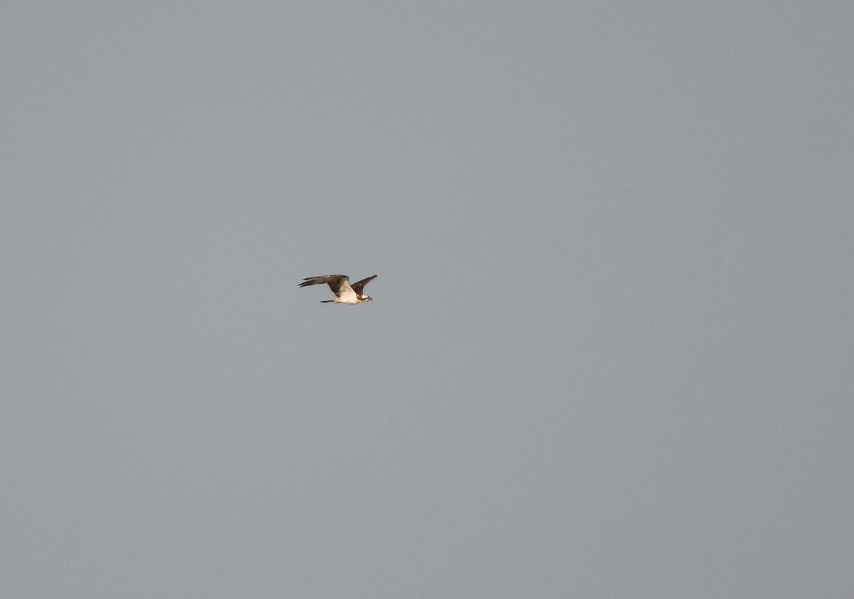 Osprey (Eurasian) - ML646409143