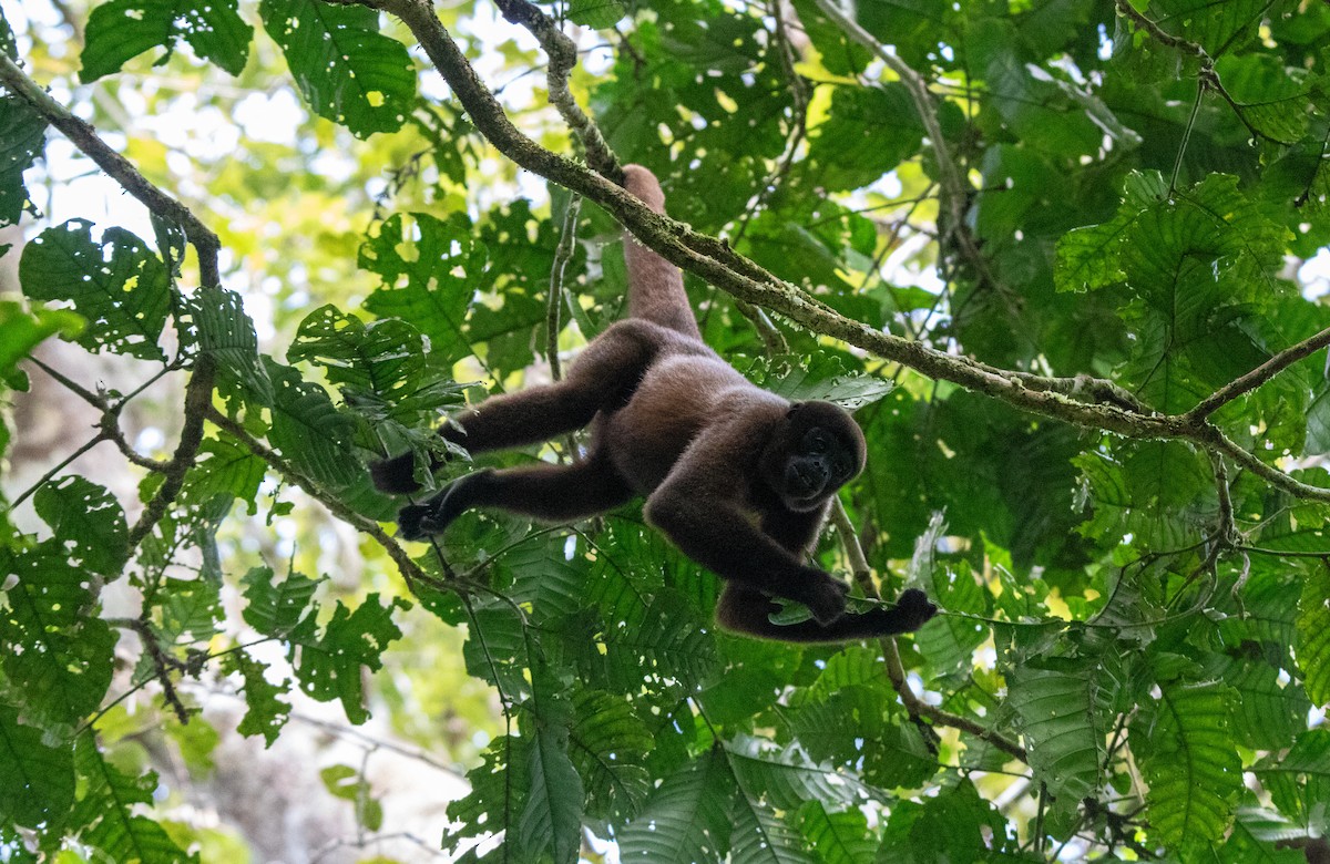Common Woolly Monkey - ML646409144
