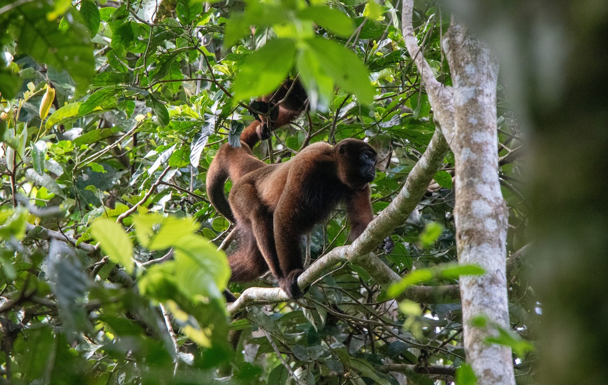 Common Woolly Monkey - ML646409145