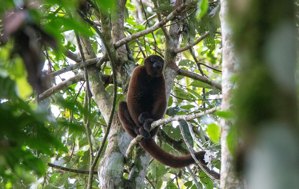 Common Woolly Monkey - ML646409146