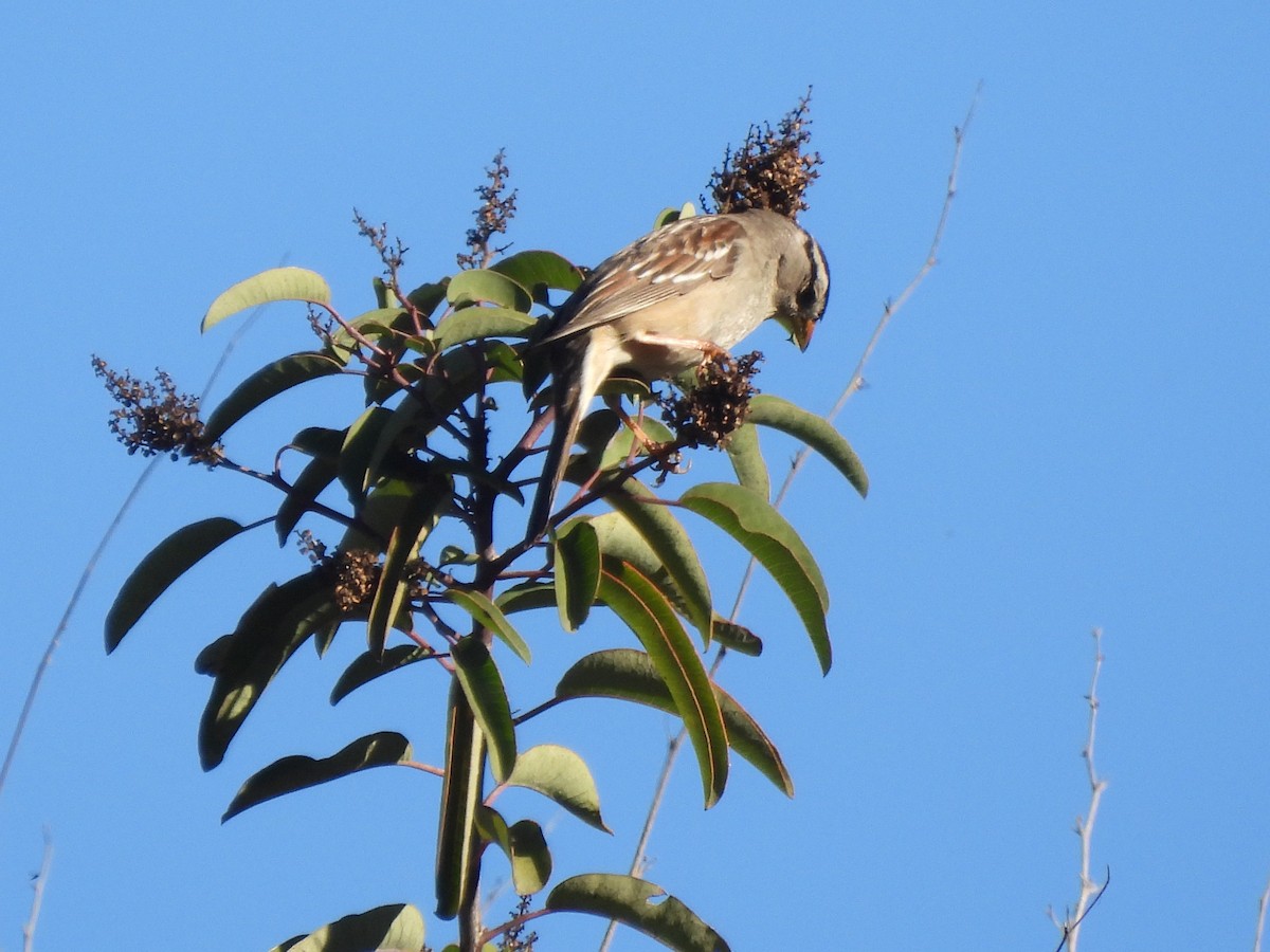 White-crowned Sparrow - ML646409147