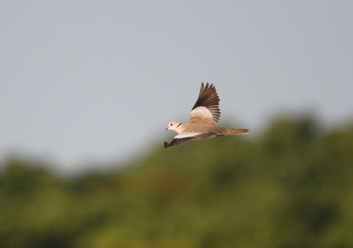 Vinaceous Dove - ML646409148