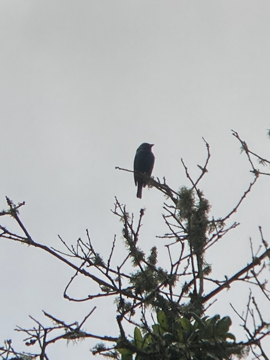 Индиговый колорин - ML646409150