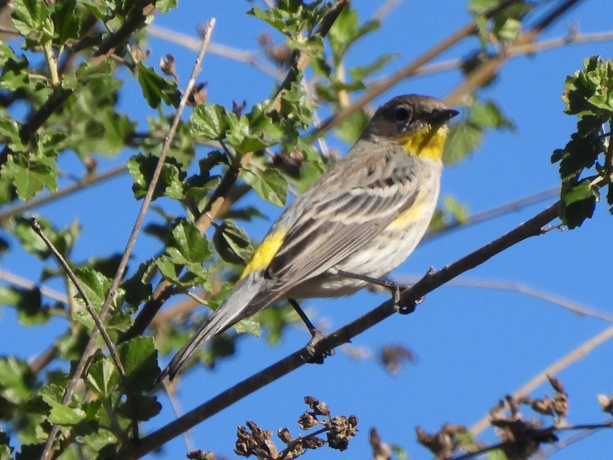 キヅタアメリカムシクイ - ML646409151