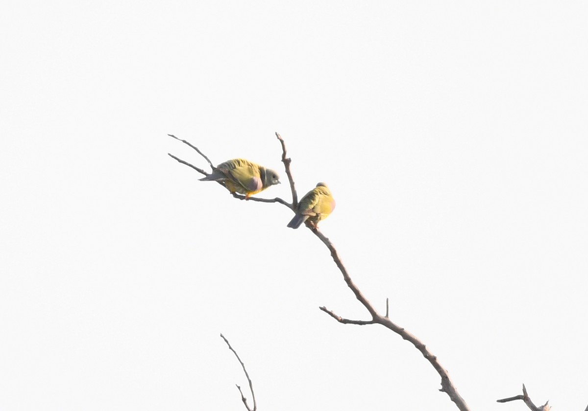 Bruce's Green-Pigeon - ML646409152