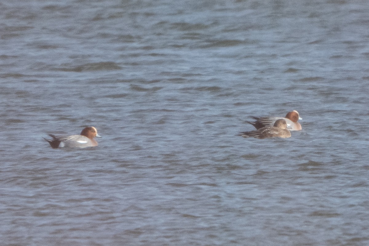 ヒドリガモ - ML646409156