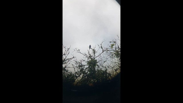 ルリノジコ - ML646409158