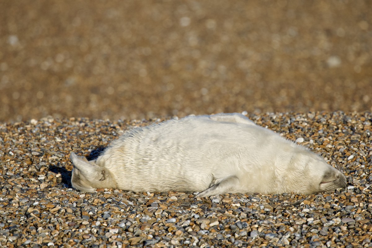 Animals - ML646409159