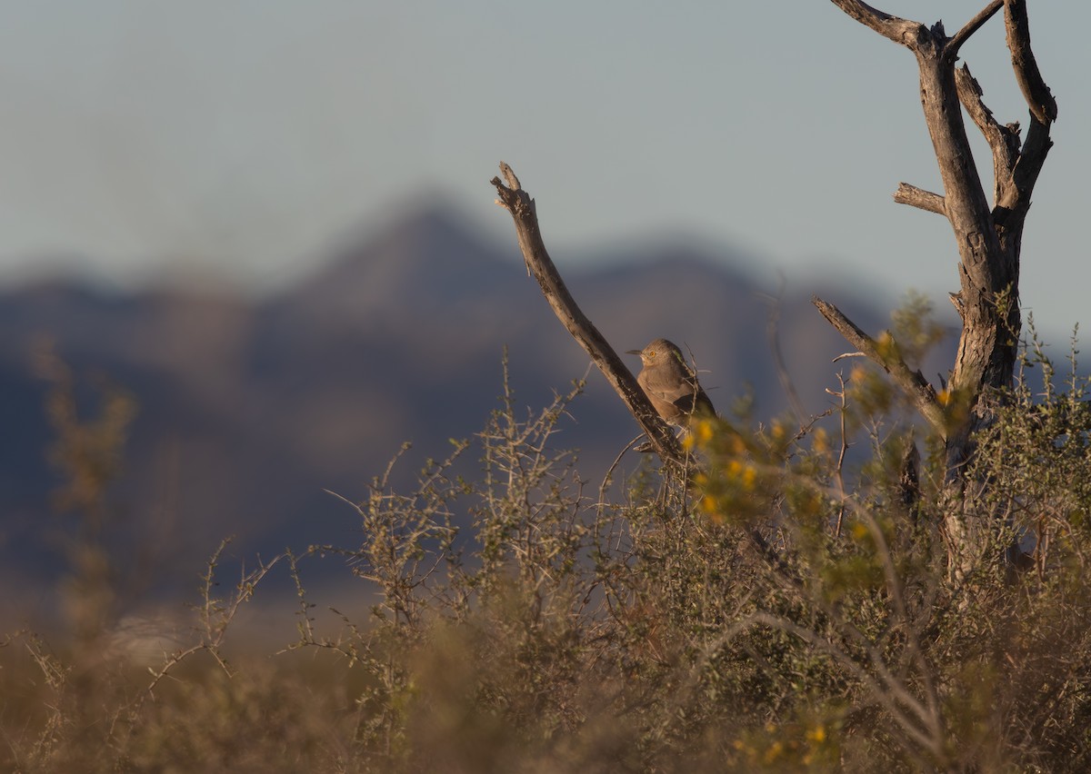 スナイロツグミモドキ - ML646409163