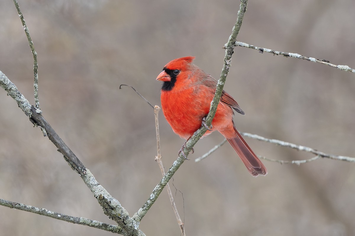 ショウジョウコウカンチョウ - ML646409164