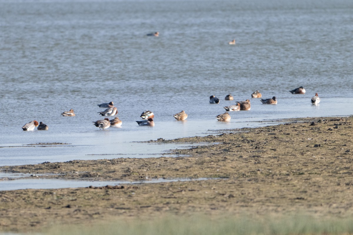 ヒドリガモ - ML646409165