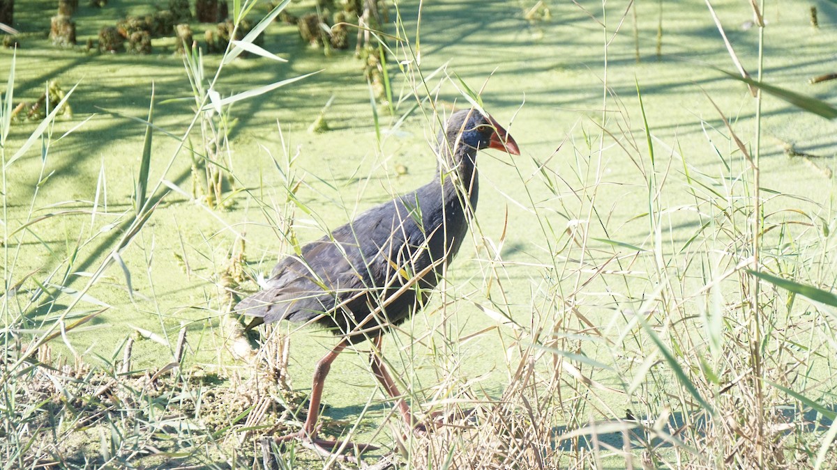 セイケイ - ML646409167