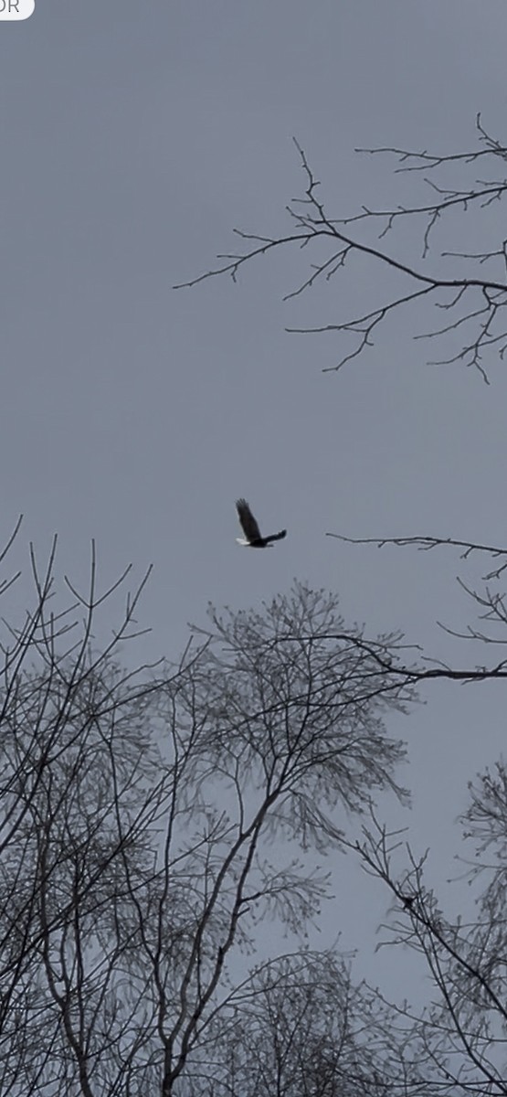 ハクトウワシ - ML646409168