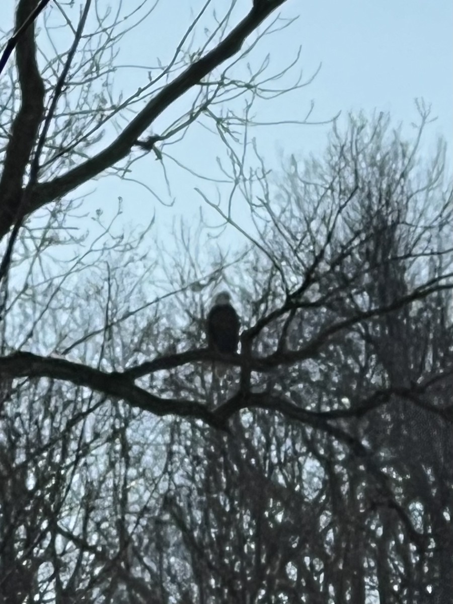 ハクトウワシ - ML646409169