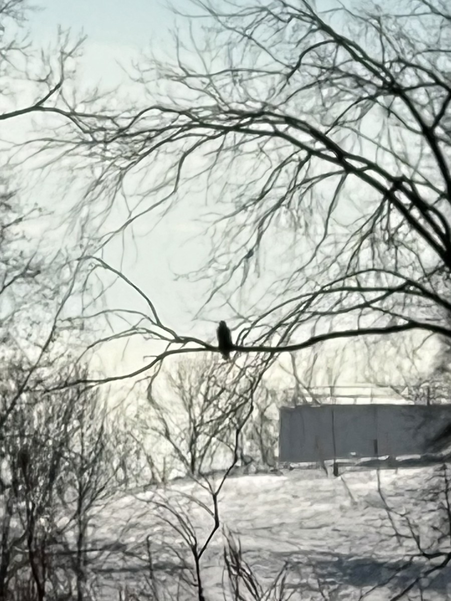 ハクトウワシ - ML646409170