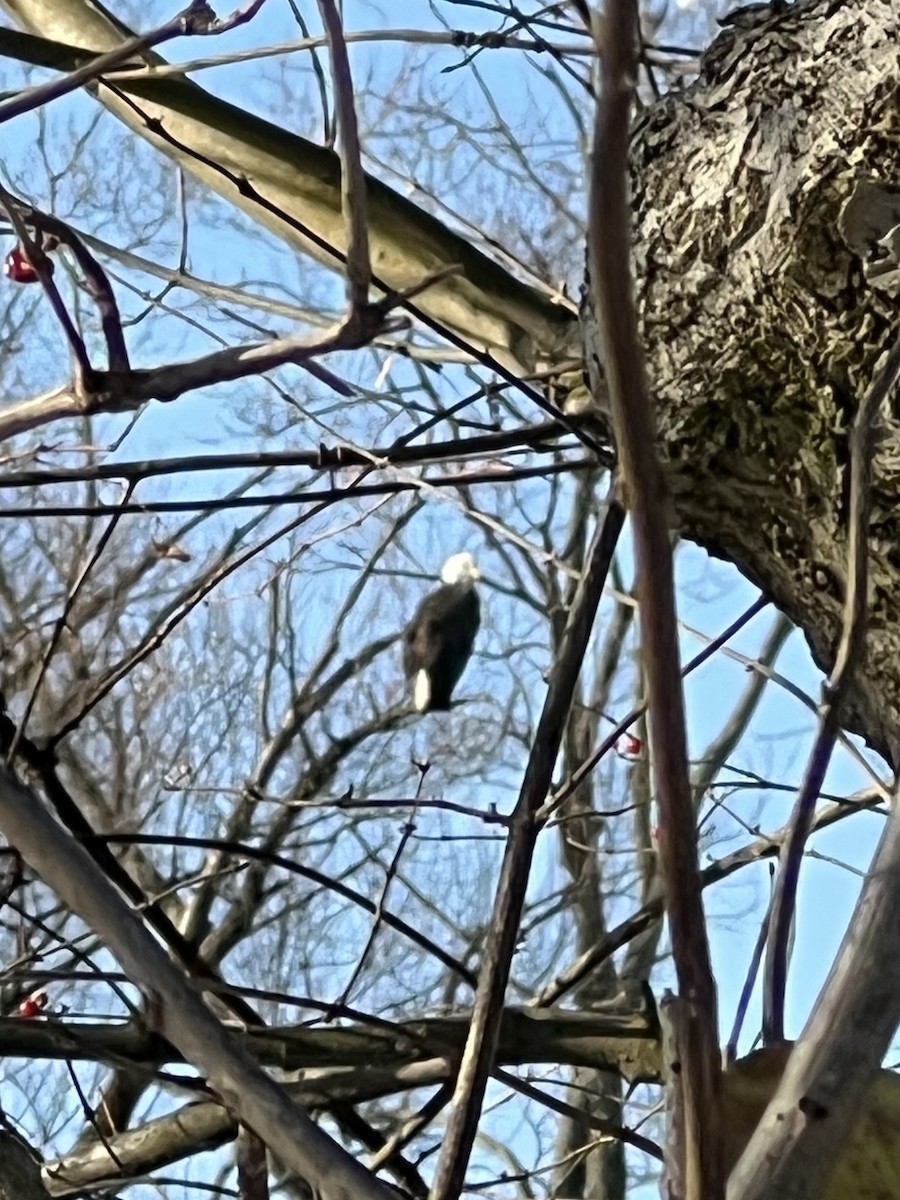 ハクトウワシ - ML646409171