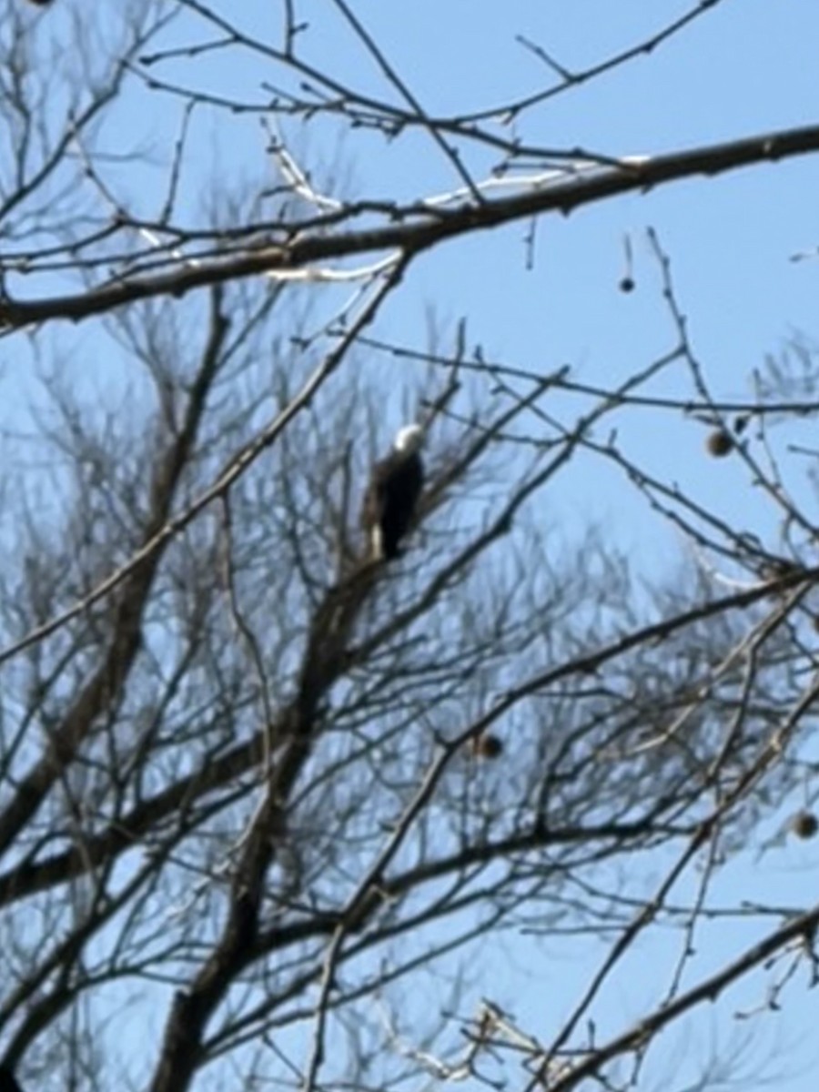 ハクトウワシ - ML646409172