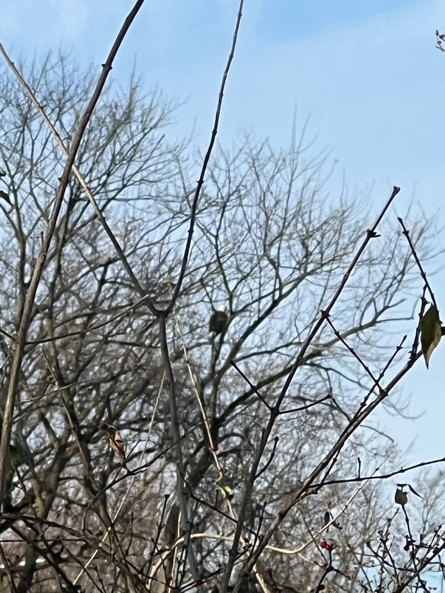 ハクトウワシ - ML646409173