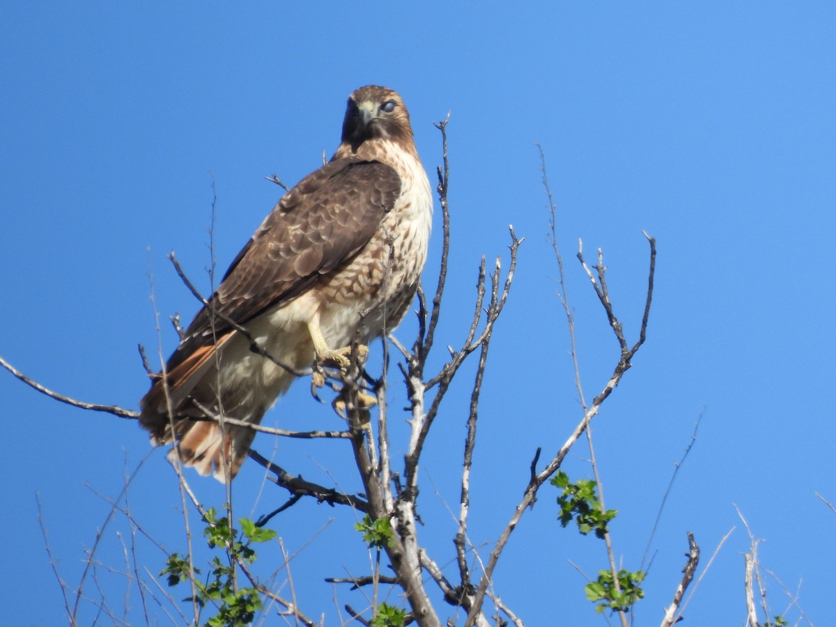 アカオノスリ - ML646409174