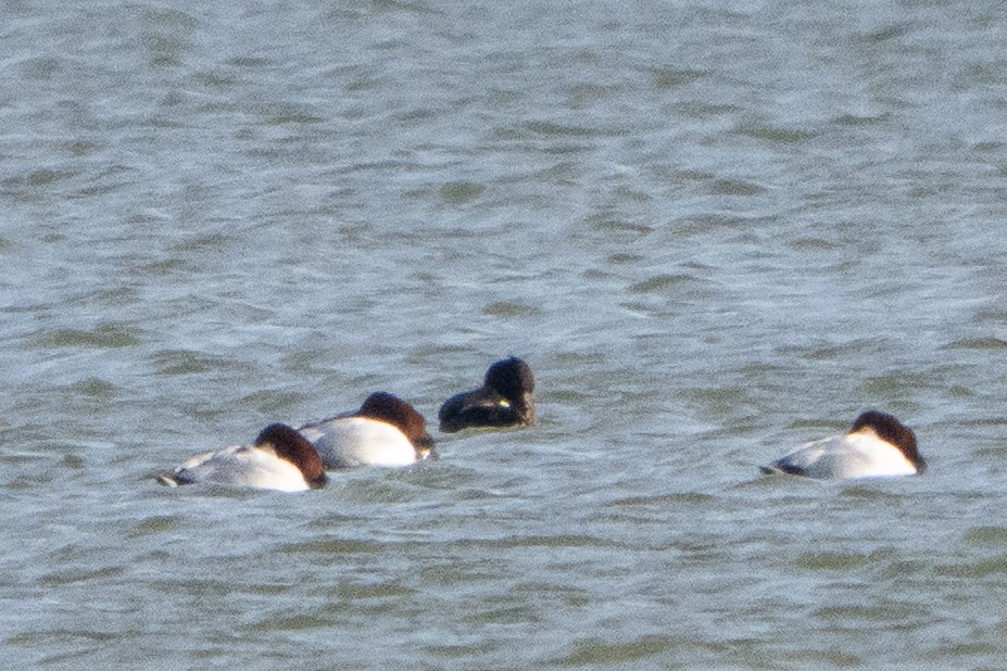 ホシハジロ - ML646409175