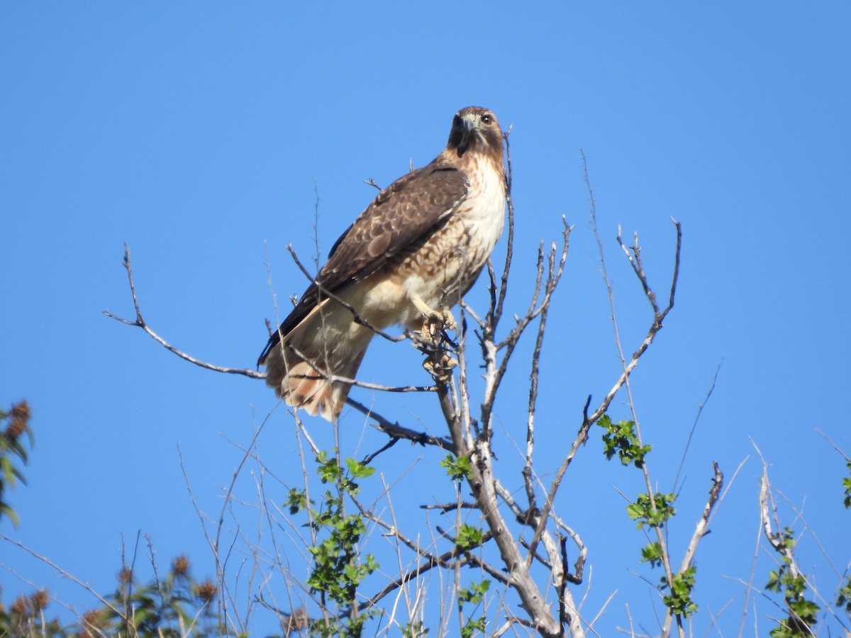 アカオノスリ - ML646409176