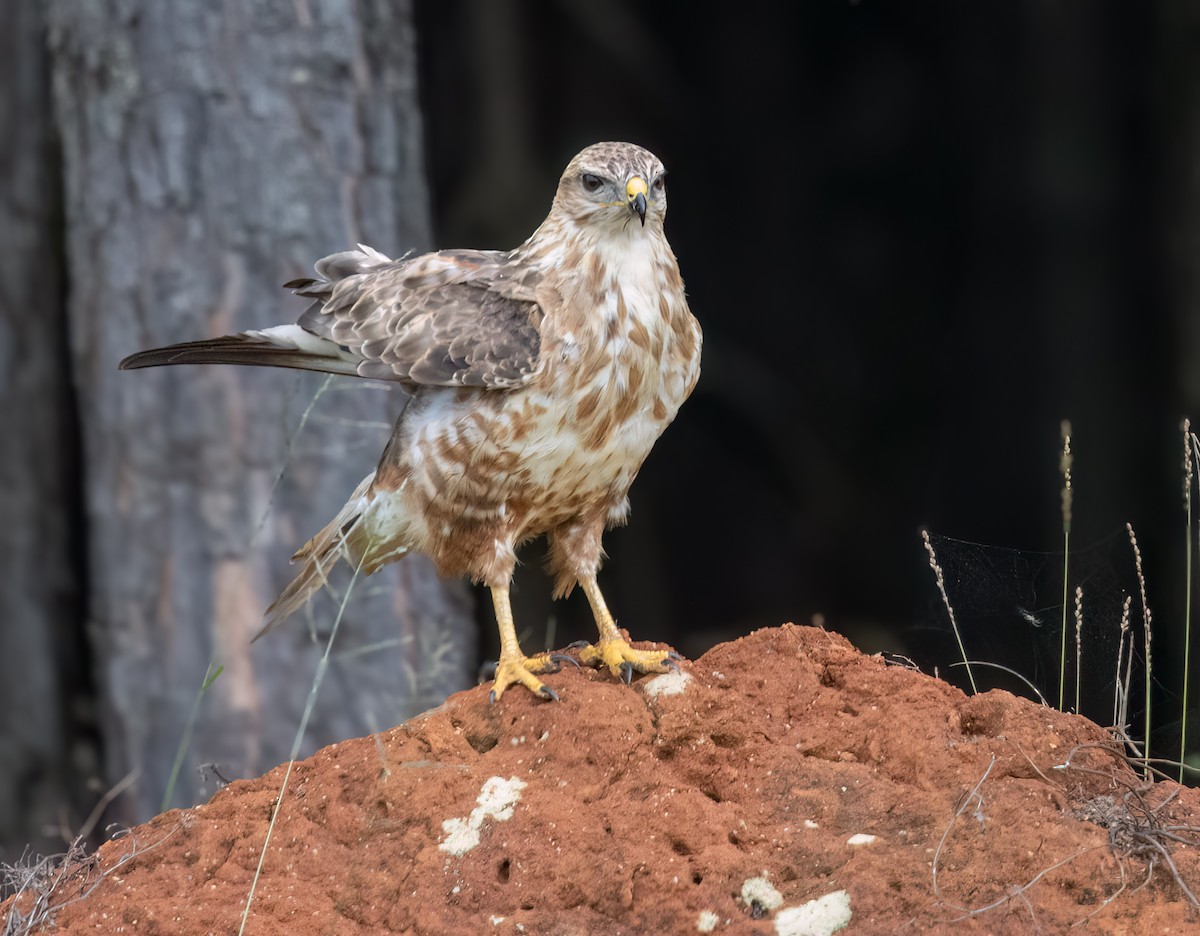 ヨーロッパノスリ - ML646409177