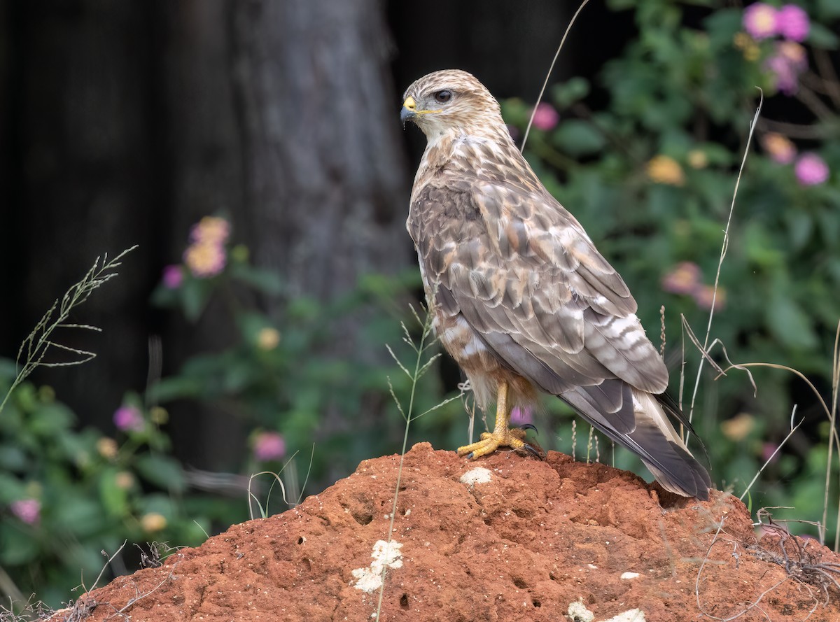 ヨーロッパノスリ - ML646409178