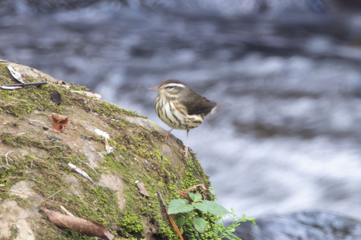 キタミズツグミ - ML646409179